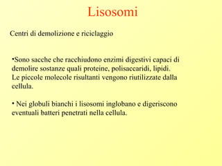 Lisosomi
Centri di demolizione e riciclaggio
•Sono sacche che racchiudono enzimi digestivi capaci di
demolire sostanze quali proteine, polisaccaridi, lipidi.
Le piccole molecole risultanti vengono riutilizzate dalla
cellula.
• Nei globuli bianchi i lisosomi inglobano e digeriscono
eventuali batteri penetrati nella cellula.
 