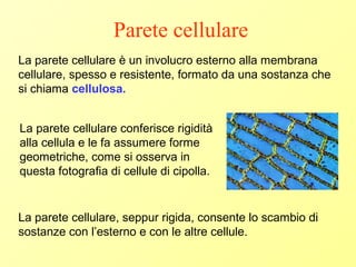 Parete cellulare
La parete cellulare è un involucro esterno alla membrana
cellulare, spesso e resistente, formato da una sostanza che
si chiama cellulosa.
La parete cellulare, seppur rigida, consente lo scambio di
sostanze con l’esterno e con le altre cellule.
La parete cellulare conferisce rigidità
alla cellula e le fa assumere forme
geometriche, come si osserva in
questa fotografia di cellule di cipolla.
 