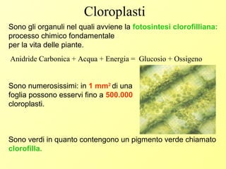 Cloroplasti
Sono gli organuli nel quali avviene la fotosintesi clorofilliana:
processo chimico fondamentale
per la vita delle piante.
Sono numerosissimi: in 1 mm2
di una
foglia possono esservi fino a 500.000
cloroplasti.
Sono verdi in quanto contengono un pigmento verde chiamato
clorofilla.
Anidride Carbonica + Acqua + Energia = Glucosio + Ossigeno
 