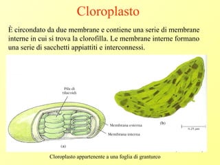 Cloroplasto
Cloroplasto appartenente a una foglia di granturco
È circondato da due membrane e contiene una serie di membrane
interne in cui si trova la clorofilla. Le membrane interne formano
una serie di sacchetti appiattiti e interconnessi.
 