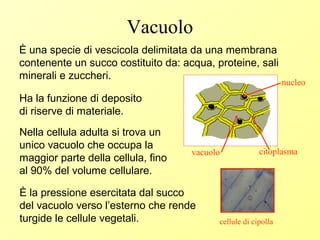 Vacuolo
È una specie di vescicola delimitata da una membrana
contenente un succo costituito da: acqua, proteine, sali
minerali e zuccheri.
Nella cellula adulta si trova un
unico vacuolo che occupa la
maggior parte della cellula, fino
al 90% del volume cellulare.
Ha la funzione di deposito
di riserve di materiale.
È la pressione esercitata dal succo
del vacuolo verso l’esterno che rende
turgide le cellule vegetali.
nucleo
vacuolo citoplasma
cellule di cipolla
 