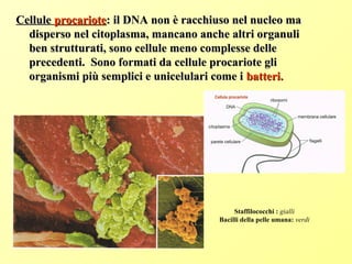 CelluleCellule procarioteprocariote: il DNA non è racchiuso nel nucleo ma: il DNA non è racchiuso nel nucleo ma
disperso nel citoplasma, mancano anche altri organulidisperso nel citoplasma, mancano anche altri organuli
ben strutturati, sono cellule meno complesse delleben strutturati, sono cellule meno complesse delle
precedenti. Sono formati da cellule procariote gliprecedenti. Sono formati da cellule procariote gli
organismi più semplici e unicelulari come iorganismi più semplici e unicelulari come i batteri.batteri.
Staffilococchi : gialli
Bacilli della pelle umana: verdi
 