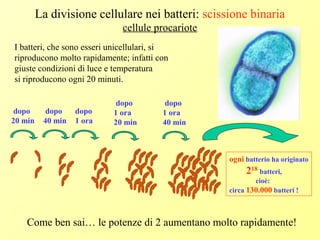 La divisione cellulare nei batteri: scissione binaria
cellule procariote
I batteri, che sono esseri unicellulari, si
riproducono molto rapidamente; infatti con
giuste condizioni di luce e temperatura
si riproducono ogni 20 minuti.
dopo
20 min
dopo
40 min
dopo
1 ora
dopo
1 ora
20 min
dopo
1 ora
40 min
dopo solo 6 ore
ogni batterio ha originato
218
batteri,
cioè:
circa 130.000 batteri !
Come ben sai… le potenze di 2 aumentano molto rapidamente!
 