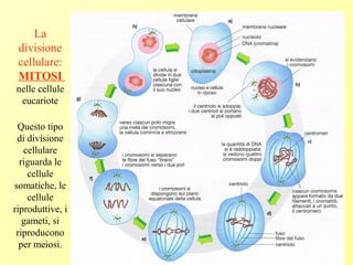 La
divisione
cellulare:
MITOSI
nelle cellule
eucariote
Questo tipo
di divisione
cellulare
riguarda le
cellule
somatiche, le
cellule
riproduttive, i
gameti, si
riproducono
per meiosi.
 