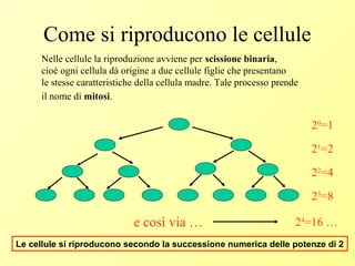 Come si riproducono le cellule
Nelle cellule la riproduzione avviene per scissione binaria,
cioè ogni cellula dà origine a due cellule figlie che presentano
le stesse caratteristiche della cellula madre. Tale processo prende
il nome di mitosi.
Le cellule si riproducono secondo la successione numerica delle potenze di 2
e così via …
20
=1
21
=2
22
=4
23
=8
24
=16 …
 