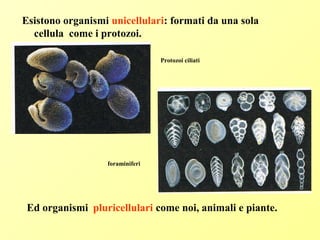 Esistono organismi unicellulari: formati da una sola
cellula come i protozoi.
Ed organismi pluricellulari come noi, animali e piante.
Protozoi ciliati
foraminiferi
 