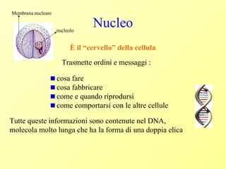 Nucleo
È il “cervello” della cellula
cosa fare
cosa fabbricare
come e quando riprodursi
come comportarsi con le altre cellule
Tutte queste informazioni sono contenute nel DNA,
molecola molto lunga che ha la forma di una doppia elica
Membrana nucleare
nucleolo
Trasmette ordini e messaggi :
 