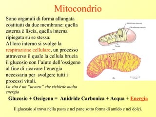 Mitocondrio
Sono organuli di forma allungata
costituiti da due membrane: quella
esterna è liscia, quella interna
ripiegata su se stessa.
Al loro interno si svolge la
respirazione cellulare, un processo
attraverso il quale la cellula brucia
il glucosio con l’aiuto dell’ossigeno
al fine di ricavare l’energia
necessaria per svolgere tutti i
processi vitali.
La vita è un “lavoro” che richiede molta
energia
Glucosio + Ossigeno = Anidride Carbonica + Acqua + Energia
Il glucosio si trova nella pasta e nel pane sotto forma di amido e nei dolci.
 