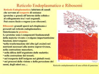 Reticolo Endoplasmatico e Ribosomi
Ribosomi: granuli sparsi nel citoplasma e
presenti sul reticolo endoplasmatico.
Sintetizzano le proteine.
Le proteine sono i componenti fondamentali
della materia vivente e svolgono importantissime
funzioni, intervengono:
•nella trasformazione del cibo (gli enzimi) nei
nutrienti necessari alla nostra sopravvivenza,
nella contrazione muscolare,
• nella difesa dell’organismo dalle malattie;
• nella costruzione dei tessuti;
• nel trasporto dell’ossigeno nei globuli rossi;
• nei processi della visione e della percezione dei
suoni, degli odori ecc…
Reticolo Endoplasmatico: labirinto di canali
che servono al trasporto di sostanze
(proteine e grassi) all’interno della cellula e
al collegamento tra i vari organuli.
Può essere liscio o rugoso (con ribosomi).
Reticolo endoplasmatico di una cellula di pancreas
 