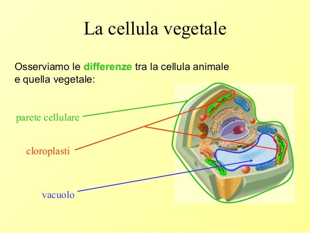 Da Cosa è Formata La Cellula 1 la cellula
