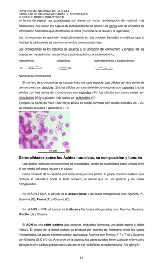 UNIVERSIDAD NACIONAL DE LA PLATA
FACULTAD DE CIENCIAS AGRARIAS Y FORESTALES
CURSO DE MORFOLOGIA VEGETAL
11
en forma de espiral. Los cromómeros son áreas con mayor condensación de material, más
coloreables, que serían los lugares de localización de los genes. Los genes son las unidades de
información hereditaria que determinan la forma y función de la célula y el organismo.
Los cromosomas se escinden longitudinalmente en dos mitades llamadas cromáticas que al
finalizar la cariocinesis se transforman en los cromosomas hijos.
Los cromosomas se los clasifica de acuerdo a la ubicación del centrómero y longitud de los
brazos en: metacéntrico, telocéntrico y submetacéntrico o subtelocéntrico.
metacéntrico telocéntrico submetacéntrico o subtelocéntrico
Número de cromosomas
El número de cromosomas es característico de cada especie. Las células con dos series de
cromosomas son diploides (2n); las células con una serie de cromosomas son haploides (n); las
células con tres series de cromosomas son triploides (3n); las células con cuatro series son
tetraploides (4n)y si poseen más series son poliploides (nn
).
Ejemplo: la planta de maíz (Zea mays) posee el cuerpo formado por células diploides 2n = 20;
las células sexuales o gametas n = 10.
Generalidades sobre los Ácidos nucleicos, su composición y función
Los ácidos nucleicos son polímeros de nucleótidos, donde los nucleótidos están unidos entre
sí por medio del grupo fosfato y el azúcar.
Cada moléculo de nucleótido está compuesta por tres partes: el grupo fosfórico (fosfato) que
confiere la naturaleza ácida al ácido nucleico; el azúcar que es una pentosa y las bases
nitrogenadas.
En el ADN o DNA, el azúcar es la desoxiribosa y las bases nitrogenadas son: Adenina (A),
Guanina (G), Timina (T) y Citosina (C).
En el ARN o RNA, el azúcar es la ribosa y las bases nitrogenadas son: Adenina, Guanina,
Uracilo (U) y Citosina.
El ADN es una doble cadena (dos cadenas enlazadas formando una doble espiral o doble
hélice). El enlace de la doble cadena se produce por puentes de hidrógeno entre las bases
nitrogenadas, las cuales siempre quedan apareadas: Adenina con Timina (A-T o T-A) y Guanina
con Citosina (G-C o C-G). A lo largo de la cadena, las bases pueden tener cualquier orden, pero
siempre la otra cadena presentará la secuencia de nucleótidos complementaria. Por ejemplo:
 