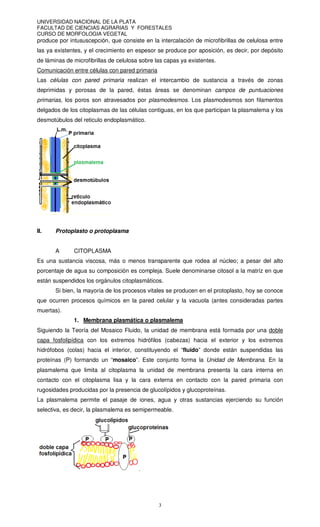 UNIVERSIDAD NACIONAL DE LA PLATA
FACULTAD DE CIENCIAS AGRARIAS Y FORESTALES
CURSO DE MORFOLOGIA VEGETAL
3
produce por intususcepción, que consiste en la intercalación de microfibrillas de celulosa entre
las ya existentes, y el crecimiento en espesor se produce por aposición, es decir, por depósito
de láminas de microfibrillas de celulosa sobre las capas ya existentes.
Comunicación entre células con pared primaria
Las células con pared primaria realizan el intercambio de sustancia a través de zonas
deprimidas y porosas de la pared, éstas áreas se denominan campos de puntuaciones
primarias, los poros son atravesados por plasmodesmos. Los plasmodesmos son filamentos
delgados de los citoplasmas de las células contiguas, en los que participan la plasmalema y los
desmotúbulos del reticulo endoplasmático.
II. Protoplasto o protoplasma
A CITOPLASMA
Es una sustancia viscosa, más o menos transparente que rodea al núcleo; a pesar del alto
porcentaje de agua su composición es compleja. Suele denominarse citosol a la matríz en que
están suspendidos los orgánulos citoplasmáticos.
Si bien, la mayoría de los procesos vitales se producen en el protoplasto, hoy se conoce
que ocurren procesos químicos en la pared celular y la vacuola (antes consideradas partes
muertas).
1. Membrana plasmática o plasmalema
Siguiendo la Teoría del Mosaico Fluido, la unidad de membrana está formada por una doble
capa fosfolipídica con los extremos hidrófilos (cabezas) hacia el exterior y los extremos
hidrófobos (colas) hacia el interior, constituyendo el “fluido” donde están suspendidas las
proteínas (P) formando un “mosaico”. Este conjunto forma la Unidad de Membrana. En la
plasmalema que limita al citoplasma la unidad de membrana presenta la cara interna en
contacto con el citoplasma lisa y la cara externa en contacto con la pared primaria con
rugosidades producidas por la presencia de glucolípidos y glucoproteínas.
La plasmalema permite el pasaje de iones, agua y otras sustancias ejerciendo su función
selectiva, es decir, la plasmalema es semipermeable.
 