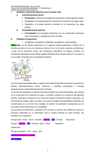 UNIVERSIDAD NACIONAL DE LA PLATA
FACULTAD DE CIENCIAS AGRARIAS Y FORESTALES
CURSO DE MORFOLOGIA VEGETAL
6
I. Plastidios conteniendo pigmentos que le otorgan color
a. fotosintéticamente activos
• Cloroplastos: contienen principalmente al pigmento clorofila (plantas verdes)
• Rodoplastos: el principal pigmento contenido es la ficoeritrina (en algas rojas)
• Feoplastos: el principal pigmento contenido es la fucoxantina (en algas
pardas)
b. fotosintéticamente inactivos
• Cromoplastos: los principales pigmentos son los carotenoides [carotenos
(color anaranjado) y xantófilas (de color amarillo)].
II. Plastidios sin pigmentos
• amiloplastos, elaioplastos, etioplastos, leucoplastos, proteinoplastos.
Cloroplasto: en las plantas superiores es un orgánulo elíptico-redondeado, limitado por la
membrana externa (m ext) y la membrana interna (m int), en la matríz o estroma se diferencian,
a partir de la membrana interna, las membranas tilacoidales. En algunos sectores, las
membranas tilacoidales forman bolsas apiladas llamadas grana (singular granum), los grana, a
su vez están conectados por los tilacoides intergrana.
Las membranas tilacoidales dejan un espacio entre ellas donde están contenidos los pigmentos:
clorofila (fotosintéticamente activo), carotenos y xantófilas (anaranjados y amarillos
respectivamente; ambos fotosinteticamente inactivos).
La función del cloroplasto es producir alimentos mediante el proceso fotosintético, que consiste
en la combinación de moléculas de agua y anhídrido carbónico en presencia del pigmento
clorofila, utilizando la energía de la luz solar para elaborar hidratos de carbono (azúcares), con
la liberación de oxígeno, agua y energía. Los azúcares simples (monosacáridos) producidos son
transformados en una forma más compleja, el almidón de asimilación (polisacárido que se
acumula en forma temporaria en el cloroplasto).
Los procesos de fotosíntesis y respiración son inversos, el alimento (los hidratos de carbono o
azúcares) elaborados en la fotosíntesis más el oxígeno liberado en dicho proceso, son
utilizados en la respiración.
Energía solar + 6CO2 + 6H2O + clorofila = C6H12O6 + 6O2 + Energía fotosíntesis
Energía + C6H12O6 + 6O2 + Energía = 6CO2 + 6H2O respiración
Referencias:
Dióxido de carbono = CO2. Agua = H2O
Hidratos de carbono = C6H12O6
Oxígeno = O2.
 