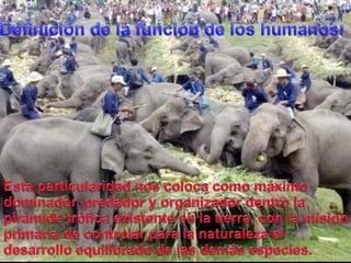 Definición de la función de los humanos:Estaparticularidadnoscolocacomomáximodominador, predador y organizadordentro la pirámidetróficaexistente en la tierra, con la misiónprimaria de controlarpara la naturaleza el desarrolloequilibrado de lasdemásespecies. 