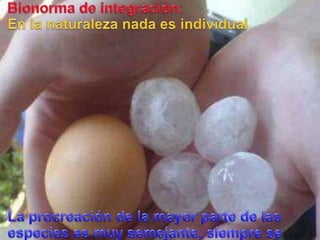 Bionorma de integración:En la naturaleza nada es individualLa procreación de la mayor parte de lasespeciesesmuysemejante, siempre se reproducen en pareja.