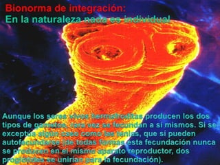 Bionorma de integración:En la naturaleza nada es individualAunque los seres vivos hermafroditas producen los dos tipos de gametos, rara vez se fecundan a sí mismos. Si se exceptúa algún caso como las tenias, que sí pueden autofecundarse (de todas formas esta fecundación nunca se producen en el mismo aparato reproductor, dos proglótides se unirían para la fecundación).