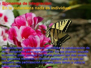 Bionorma de integración:En la naturaleza nada es individualLos restantes hermafroditas necesitan la colaboración de otro congénere para reproducirse. En las plantas sucede lo mismo, pues aunque las flores poseen los dos sexos, los gametos maduran a distinto tiempo, por lo que se requiere una polinización cruzada para llevar a cabo la fecundación.