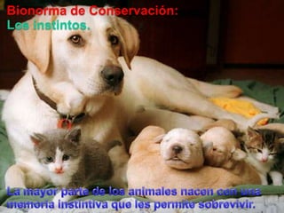 Bionorma de Conservación:Los instintos.La mayor parte de los animalesnacen con unamemoriainstintivaque les permitesobrevivir.