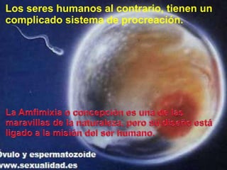 Los sereshumanos al contrario, tienen un complicadosistema de procreación.La Amfimixia o concepciónesuna de lasmaravillas de la naturaleza, perosudiseñoestáligado a la misión del ser humano.