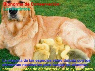 Bionorma de Conservación:Los instintos.La mayoría de lasespeciesvienedotada con los elementosnecesariosparabuscarsualimento.nacenprovistos de elementosque le ayudanpara el ataque, la defenza o la huida.