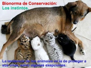 Bionorma de Conservación:Los instintos.La tendencia de los animaleses la de proteger a suscrias, salvo algunasexepciones.
