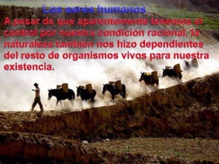 Los sereshumanosA pesar de queaparentementetenemos el control pornuestracondiciónracional, la naturalezatambiénnoshizodependientes del resto de organismosvivosparanuestraexistencia.