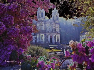 Buganvillas
 