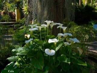 Botones de oro
Azucena
Caléndulas
Cala
 
