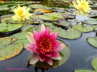 Plantas acuáticas
 