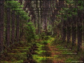 El bosque frondoso
 