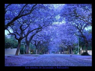 Los árboles de Jacarandá o Palisandro
 