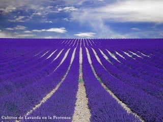 Cultivos de Lavanda en la Provenza
 