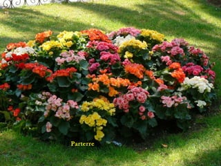 Hibiscos rojo
Parterre
 