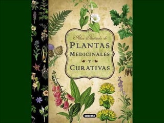 Manzanilla - Antiinflamatoria
Eucalipto - AntisépticaAloe Vera - Infecciones de la piel
Gin Seng chino - Afrodisíaco Té oolong - Astringente
Valeriana - Relajante
 