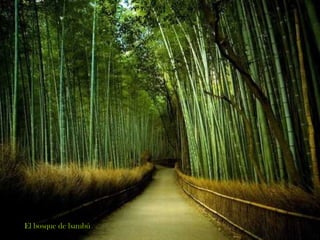 El bosque de bambú
 