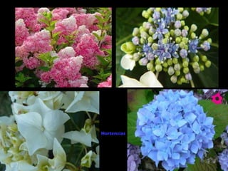 Hortensias
 