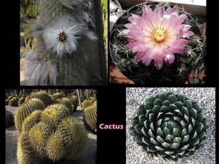 Cactus
 