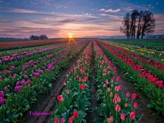 Tulipanes
 