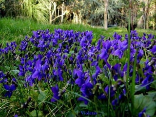 Los Helechos
Violetas
 