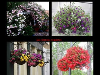 Las plantas colgantes
 