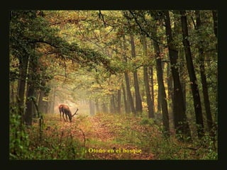 Otoño en el bosque
 
