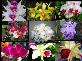 Orquídeas
 