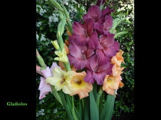Gladiolos
 