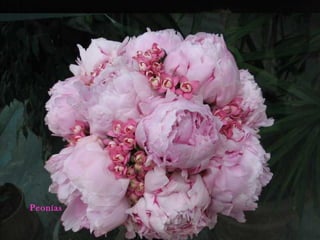 Peonías
 