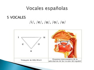 5 VOCALES
/i/, /e/, /a/, /o/, /u/
 