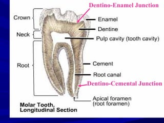 Tooth Neck Life cycle of the teeth & tooth structure | PPT
