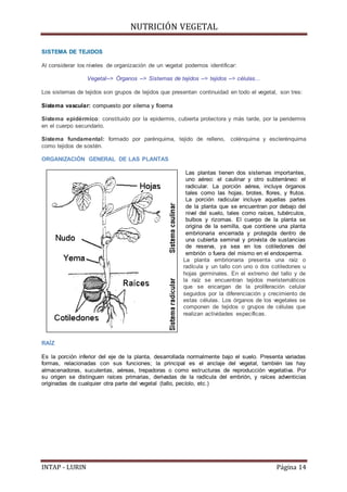 NUTRICIÓN VEGETAL
INTAP - LURIN Página 14
SISTEMA DE TEJIDOS
Al considerar los niveles de organización de un vegetal podemos identificar:
Vegetal--> Órganos --> Sistemas de tejidos --> tejidos --> células...
Los sistemas de tejidos son grupos de tejidos que presentan continuidad en todo el vegetal, son tres:
Sistema vascular: compuesto por xilema y floema
Sistema epidérmico: constituido por la epidermis, cubierta protectora y más tarde, por la peridermis
en el cuerpo secundario.
Sistema fundamental: formado por parénquima, tejido de relleno, colénquima y esclerénquima
como tejidos de sostén.
ORGANIZACIÓN GENERAL DE LAS PLANTAS
Las plantas tienen dos sistemas importantes,
uno aéreo: el caulinar y otro subterráneo: el
radicular. La porción aérea, incluye órganos
tales como las hojas, brotes, flores, y frutos.
La porción radicular incluye aquellas partes
de la planta que se encuentran por debajo del
nivel del suelo, tales como raíces, tubérculos,
bulbos y rizomas. El cuerpo de la planta se
origina de la semilla, que contiene una planta
embrionaria encerrada y protegida dentro de
una cubierta seminal y provista de sustancias
de reserva, ya sea en los cotiledones del
embrión o fuera del mismo en el endosperma.
La planta embrionaria presenta una raíz o
radícula y un tallo con uno o dos cotiledones u
hojas germinales. En el extremo del tallo y de
la raíz se encuentran tejidos meristemáticos
que se encargan de la proliferación celular
seguidos por la diferenciación y crecimiento de
estas células. Los órganos de los vegetales se
componen de tejidos o grupos de células que
realizan actividades específicas.
RAÍZ
Es la porción inferior del eje de la planta, desarrollada normalmente bajo el suelo. Presenta variadas
formas, relacionadas con sus funciones; la principal es el anclaje del vegetal, también las hay
almacenadoras, suculentas, aéreas, trepadoras o como estructuras de reproducción vegetativa. Por
su origen se distinguen raíces primarias, derivadas de la radícula del embrión, y raíces adventicias
originadas de cualquier otra parte del vegetal (tallo, pecíolo, etc.)
 