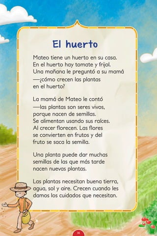 Mateo tiene un huerto en su casa.
En el huerto hay tomate y frijol.
Una mañana le preguntó a su mamá
—¿cómo crecen las plantas
en el huerto?
La mamá de Mateo le contó
—las plantas son seres vivos,
porque nacen de semillas.
Se alimentan usando sus raíces.
Al crecer florecen. Las flores
se convierten en frutos y del
fruto se saca la semilla.
Una planta puede dar muchas
semillas de las que más tarde
nacen nuevas plantas.
Las plantas necesitan buena tierra,
agua, sol y aire. Crecen cuando les
damos los cuidados que necesitan.
El huerto
36
 