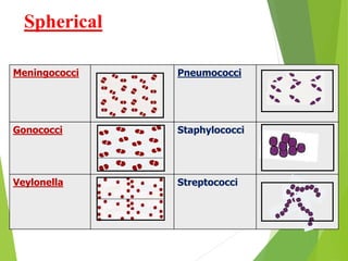 Monococcus Structure General microbiology, structure of bacterial cells.ppt