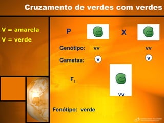 Cruzamento de verdes com verdes P vv Fenótipo:  verde V = amarela V = verde X F 1 vv vv Genótipo: Gametas: v v 